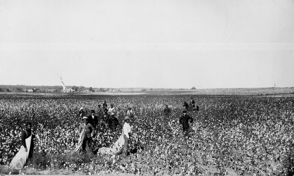 énorme champ de cotons avec des personnes noires et une personne à cheval (photo nb) 
